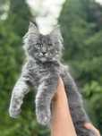 Umbrella niebieski klasyk Maine Coon. Zapraszamy