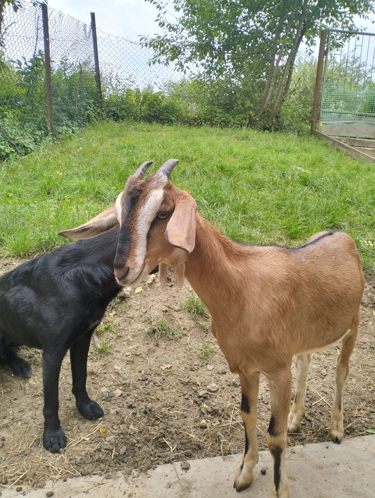 Młode kozy ,koza 4 miesieczne