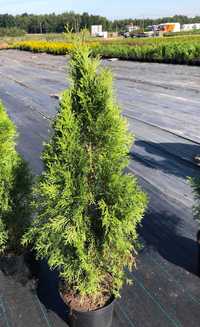 Thuja tuja szmaragd 80-100 cm / doniczka