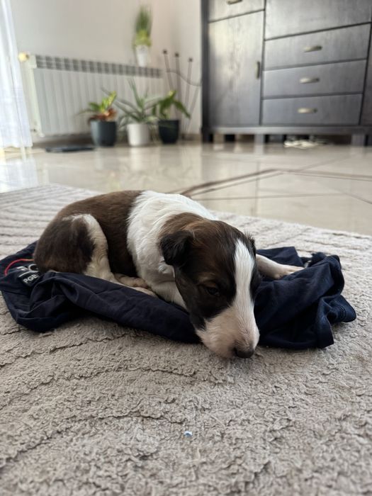 Chart Rosyjski Borzoj