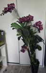 Sztuczna orchidea