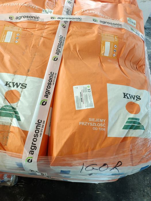 Żyto Hybrydowe KWS Fidalgor Gilmor Igor kwalifikat C1