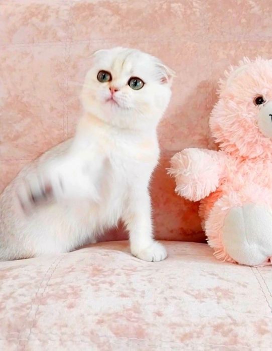 Чудо дівчинка красунечка Срібна шиншила