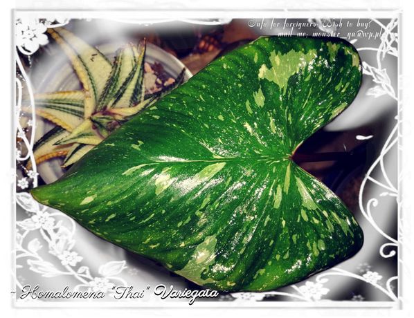 INTERNATIONAL Homalomena Variegata Thai philodendron constellation red