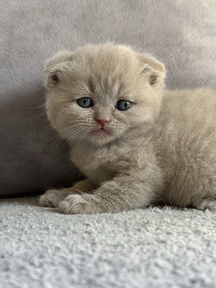 Шотландські висловухі кошенята