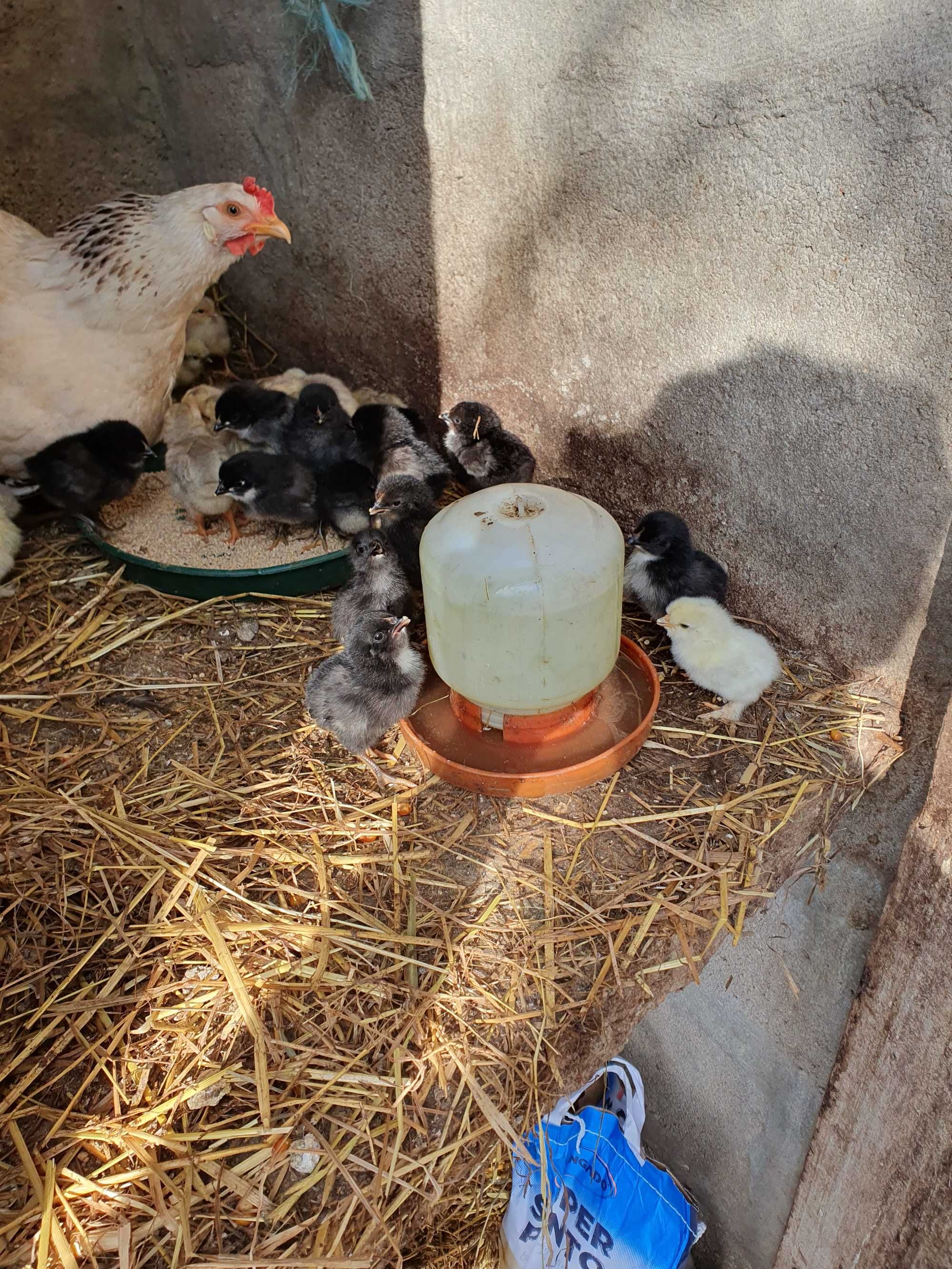 Pintos leghorn isabella e australorp