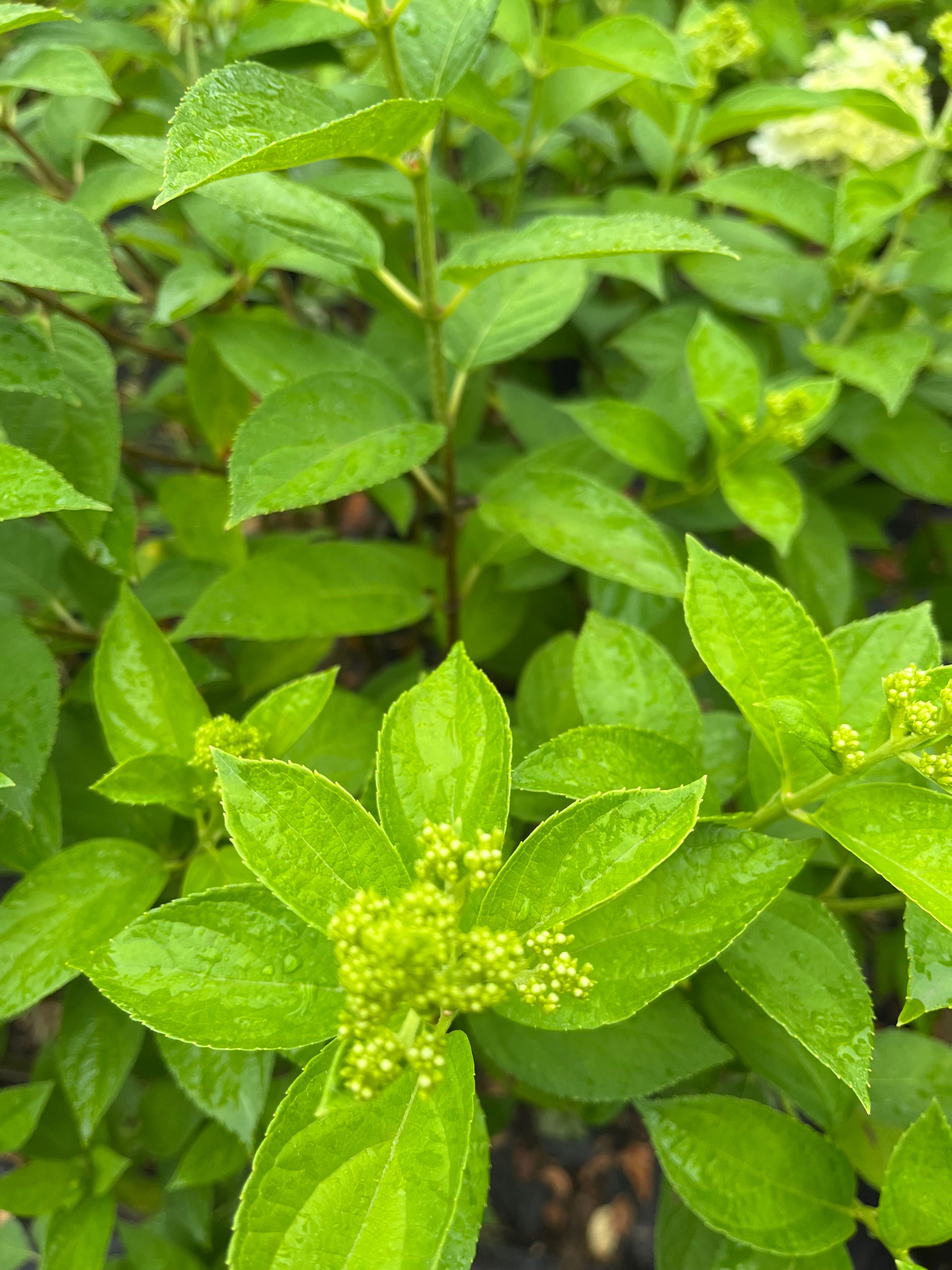 Hortensja bukietowa Limelight