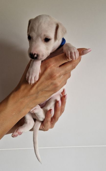 Suczka Chart Angielski Whippet FCI
