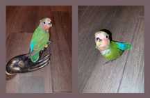 Agaponis domesticados