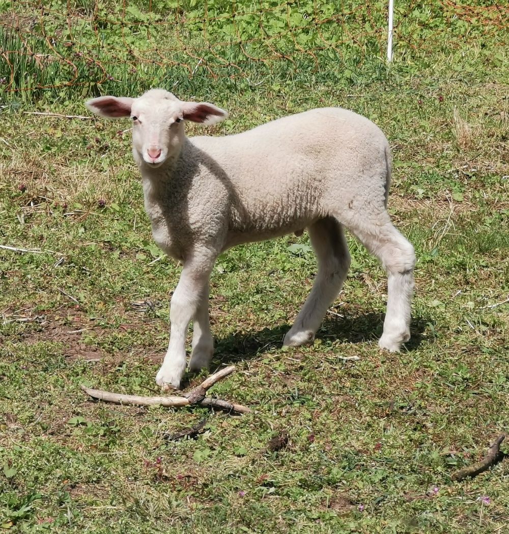 Baranki  mleczne, wschodniofryzyjskie, lacaune