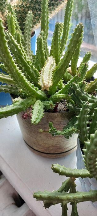 Сукуленти кактуси рослини вазони квіти