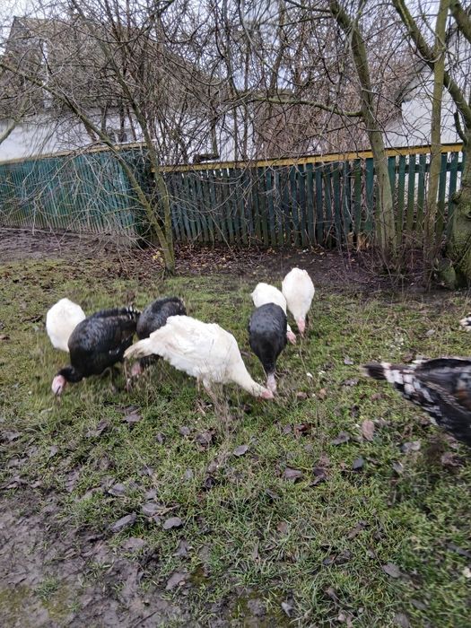 Продам домашніх індиків,індичок,Індички несеться по два рази на рік,