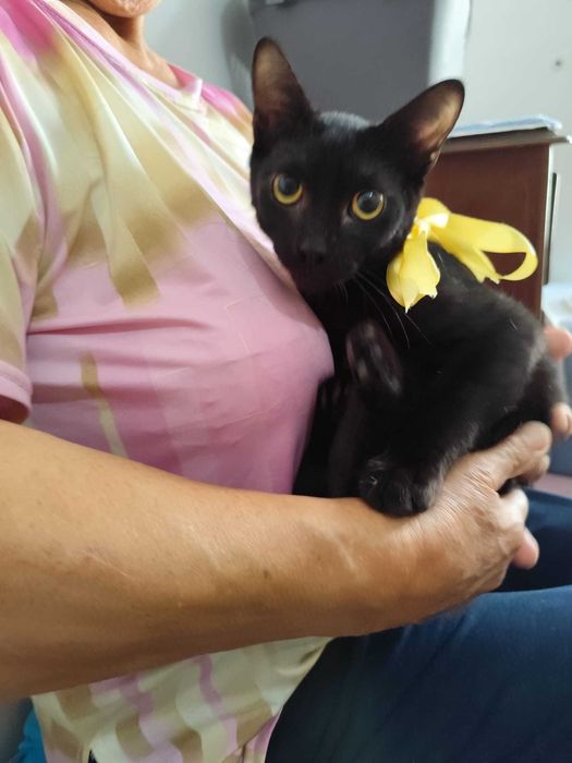 Gato 3.5 meses para adoção consciente