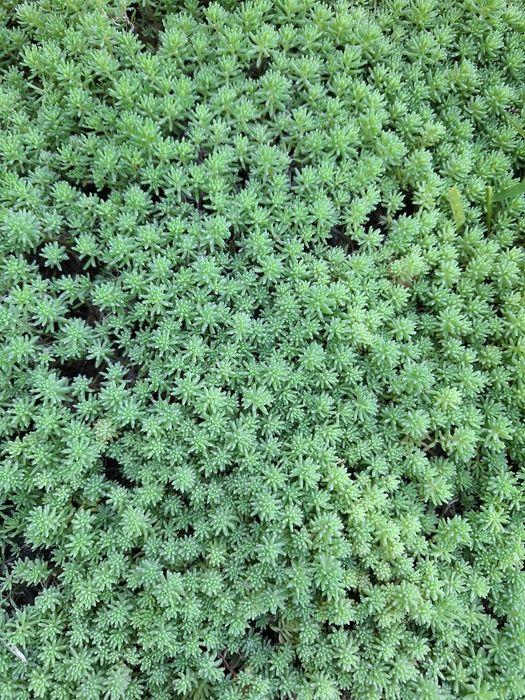 Очиток (седум) іспанський