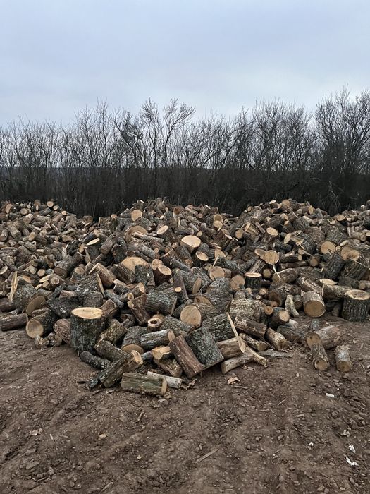 ДРОВА дубовые 1650