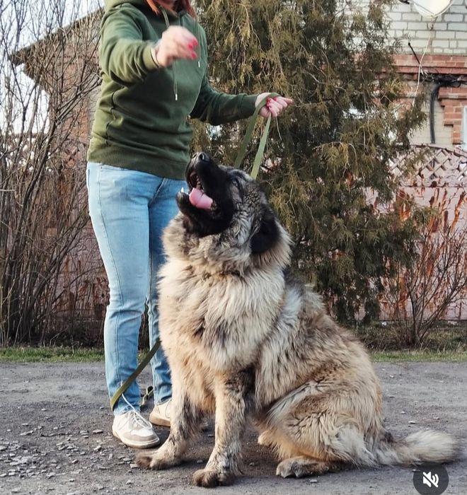 Кавказская овчарка кобель КСУ