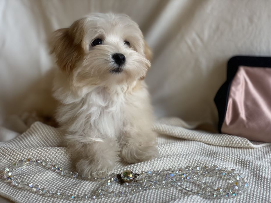 Мальтипу ф1 Boy