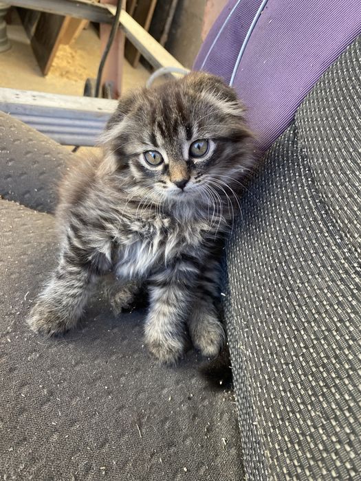 Кошенята скотиш фолд