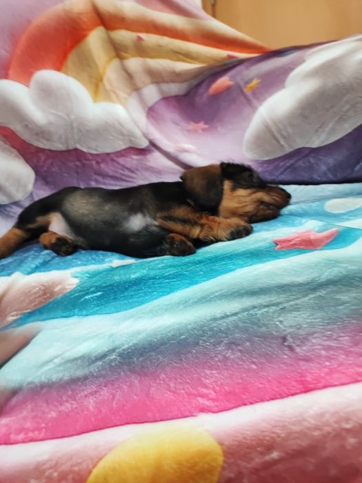 Teckel Fêmea Standard Cerdoso