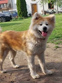 Akita inu długowłosa