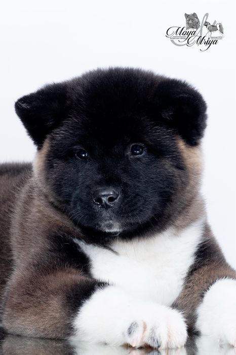 Американскька акіта/ американская акита / american akita