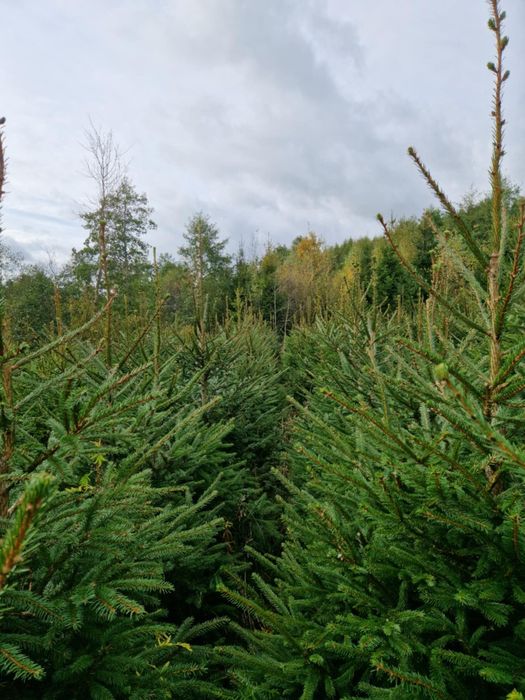 Sprzedam choinki - świerk zwykły i srebrny