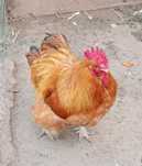 Galinhas  Animais Aves