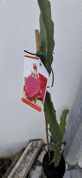 Uma planta pitaya vermelha