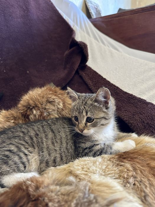 Котёнок домашний 3 месяца