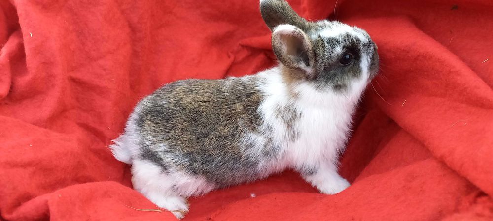 Królik miniaturka, króliczek