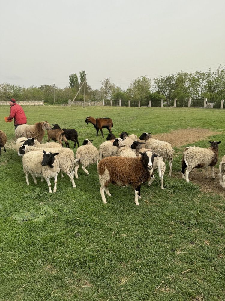 Вівці крос дорпер на мʼясо жива вага 70 гр/кг