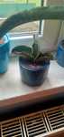 Sprzedam Sansevieria mafinga dragon es 829variegater