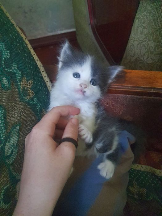 Найкращє кошенята дуже гарненьке + сіре є щє