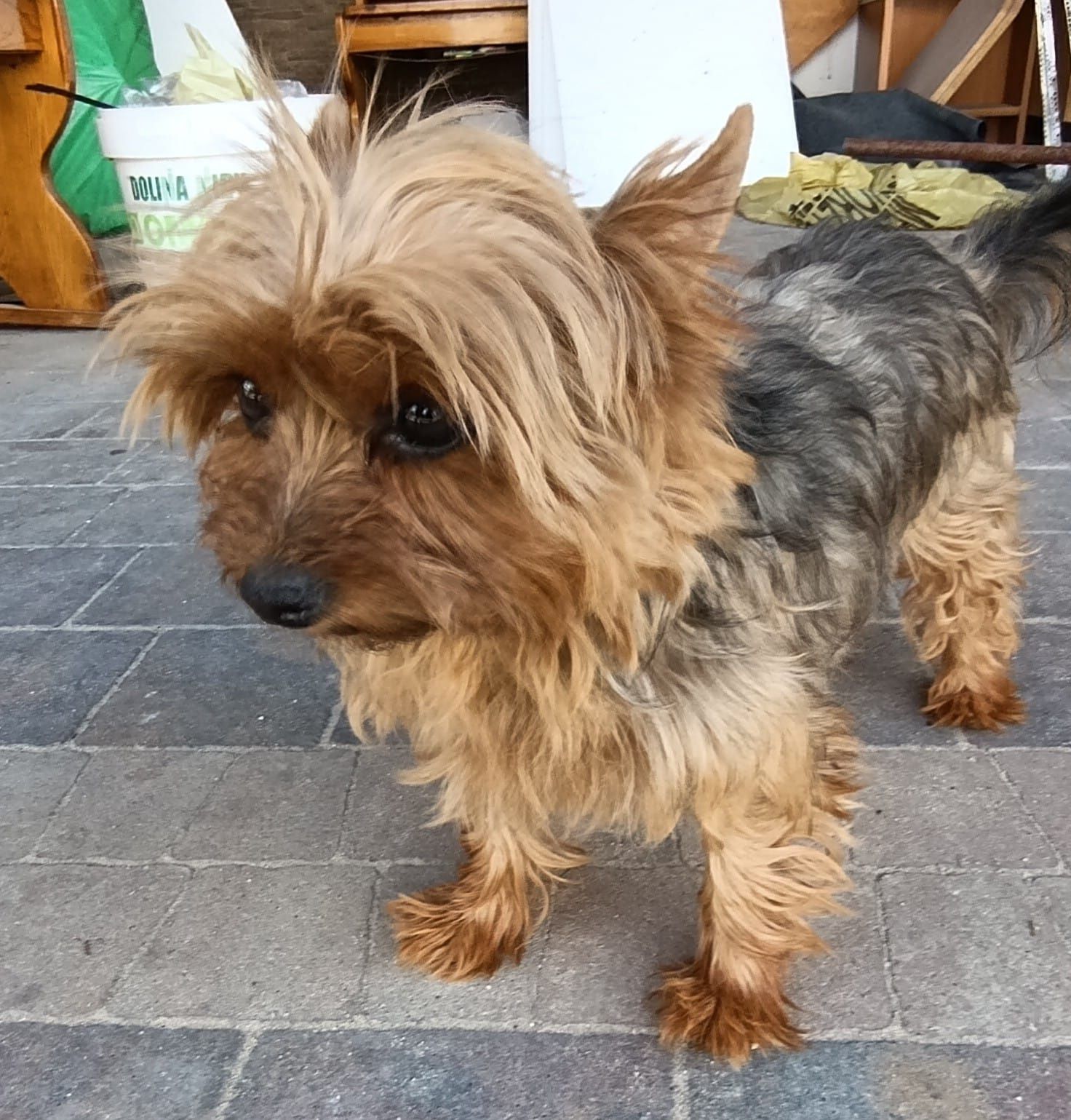 Yorkshire. York terrier Suczka