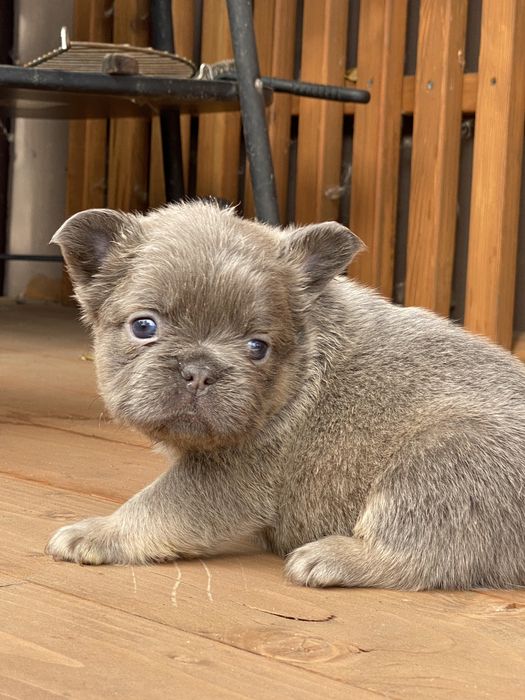 Цуцик Французького бульдога Флаффі