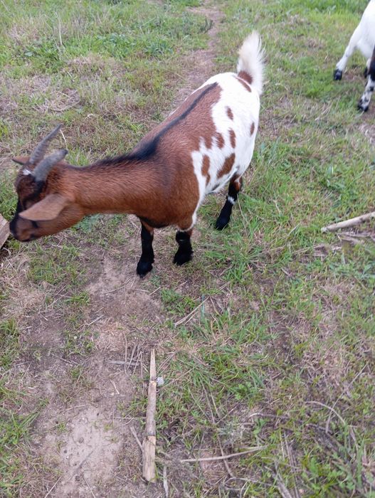 Vendo casal de cabras Anãs