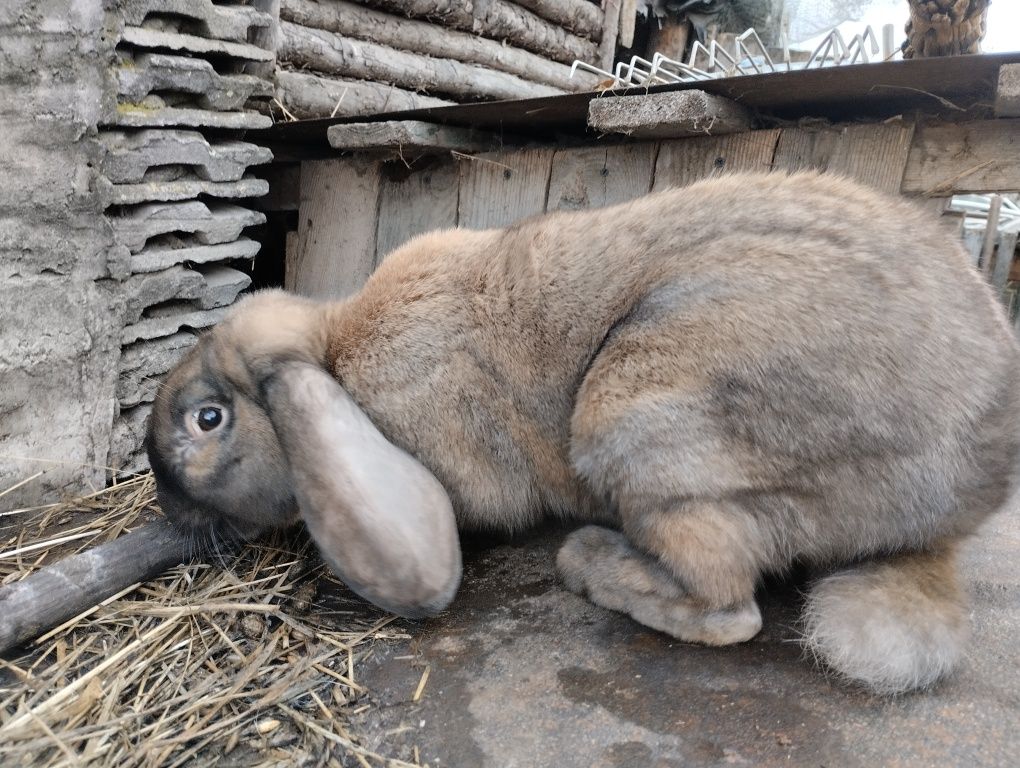 Продам кролі породи баран