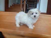 Maltipoo suczka szczeniak piesek