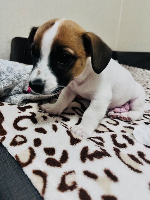 Цуценята Джек Рассел