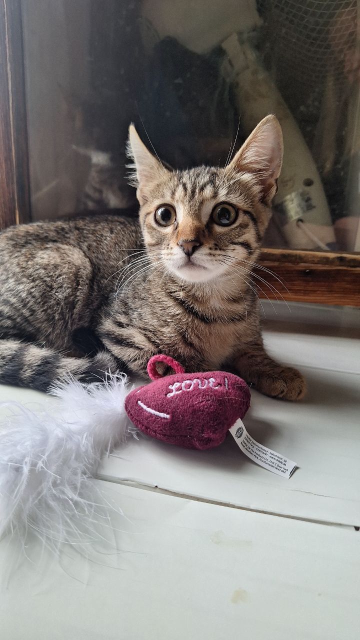 Котенок с кисточками на ушках