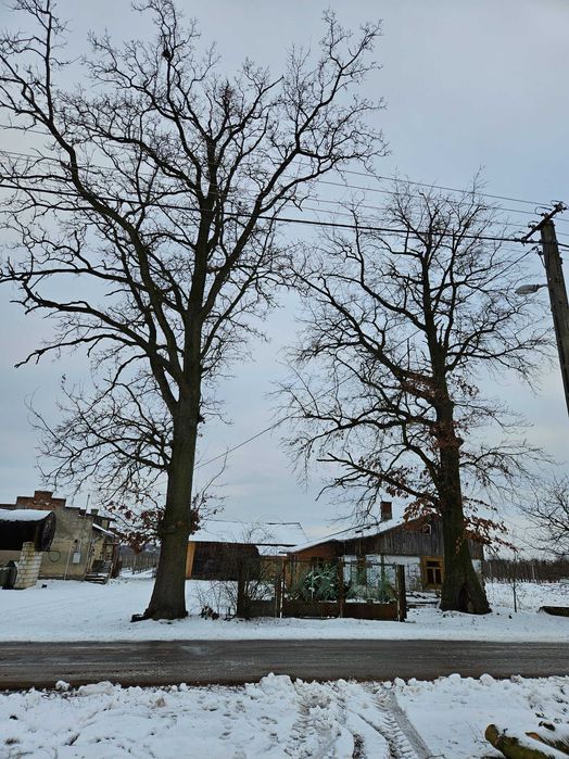 Oddam drzewo Dąb i  Czereśnia