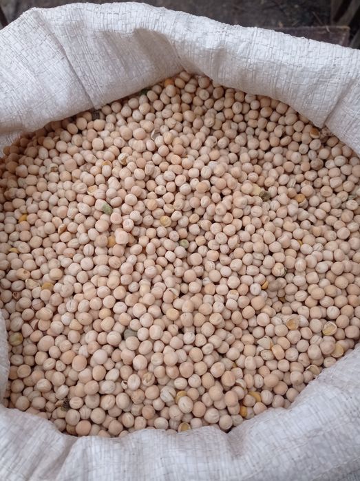 Продам горох врожай 2024