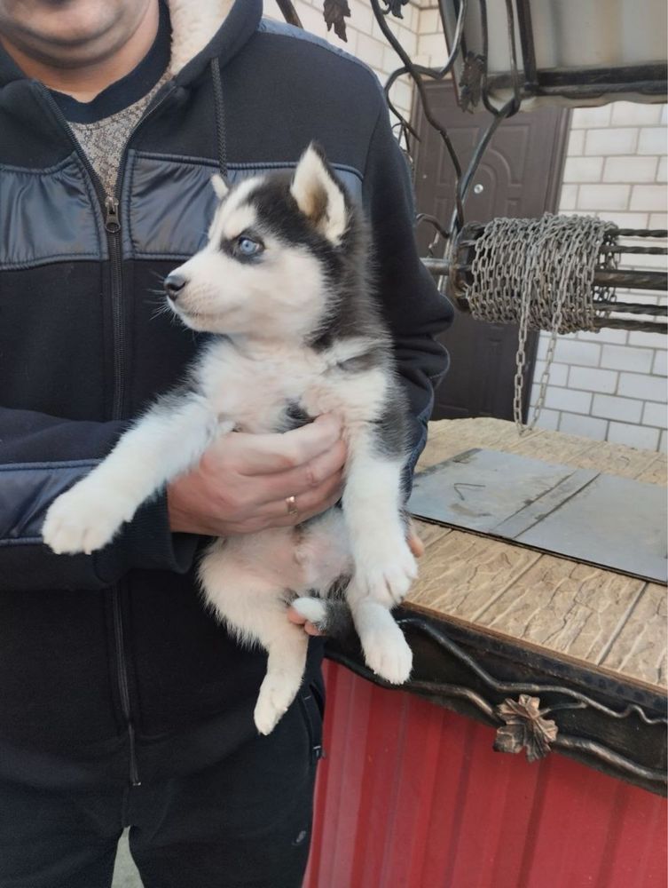 Продам щенят Сибірської Хаскі