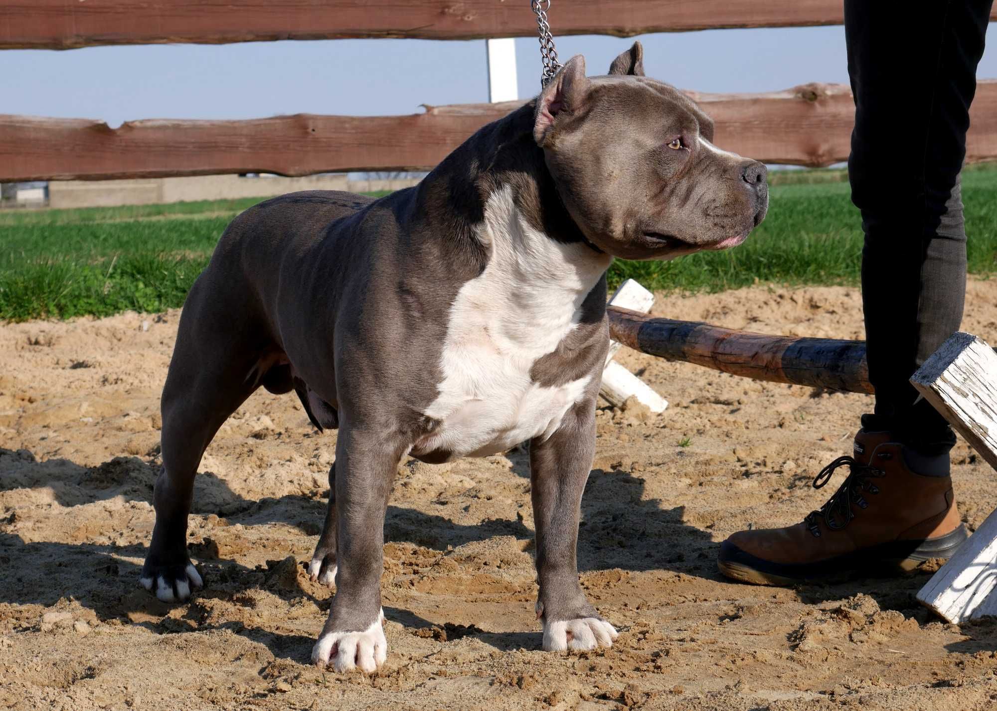 American Staffordshire Terrier ZKwP, Amstaff FCI