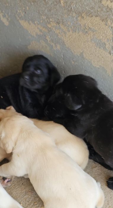 labrador retriever de alta qualidade