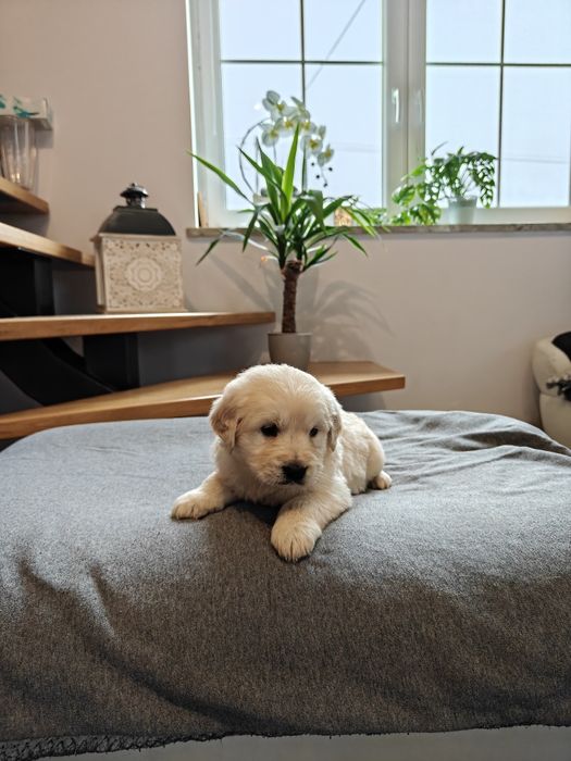 Sprzedam śliczną sunie Golden Retriever