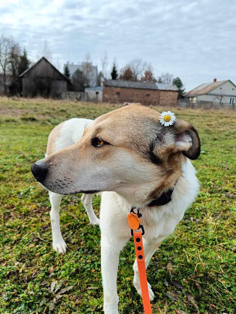 Lusia do adopcji , szuka nowego domu. Bardzo skrzywdzona w przeszlosci