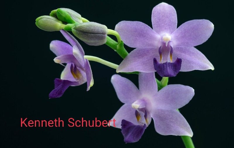 Орхідея Kenneth Schubert