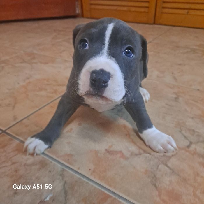 Suczka Tekilla American Staffordshire Terrier