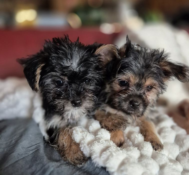Maleńka sunia York Terier z dodatkowym białym kolorem.